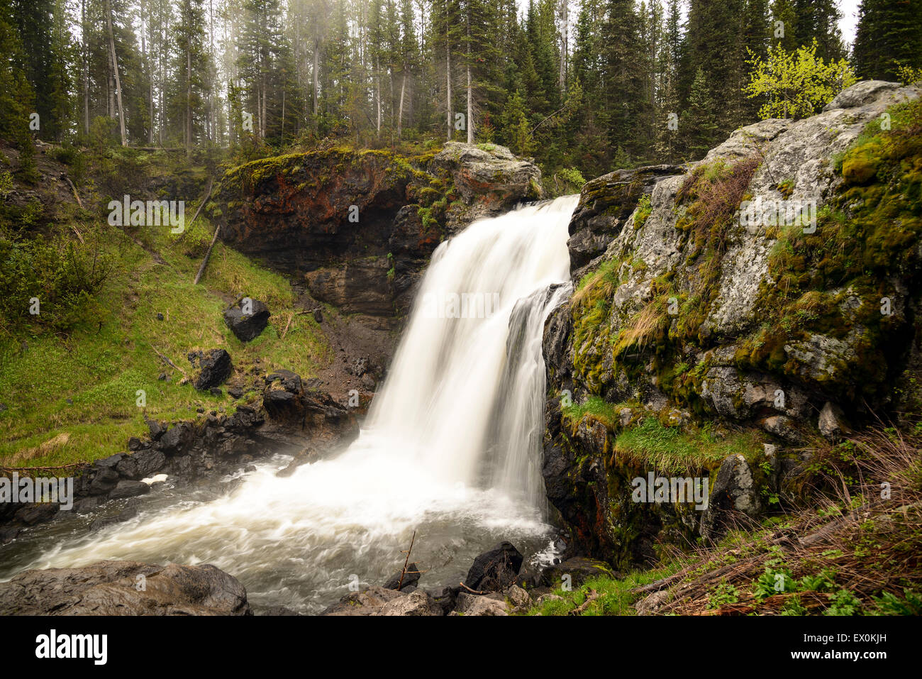 Moose wyoming hires stock photography and images Alamy