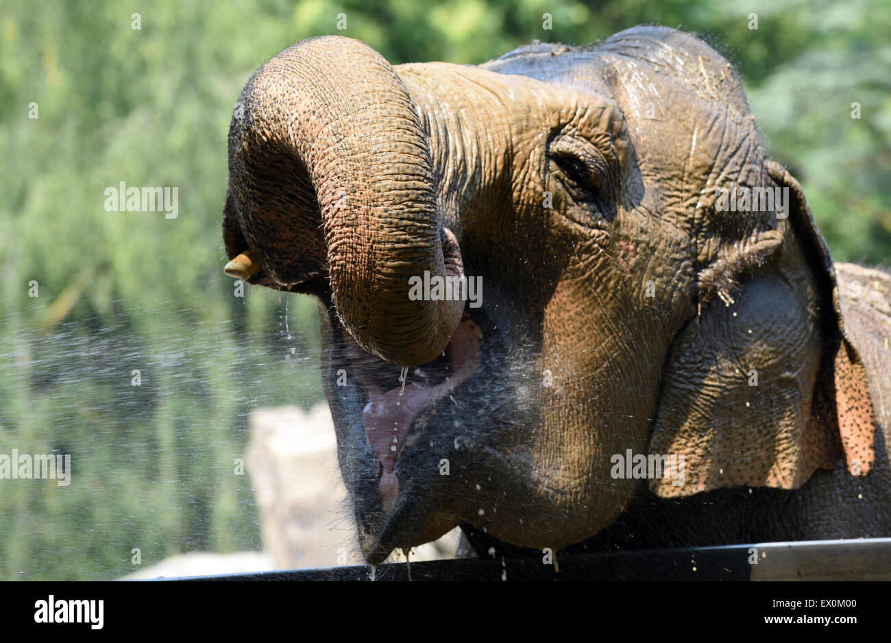 Krefeld Zoo, Germany. 3rd July, 2015. Female asian elephant Rhena has water sprayed into her mouth by her keeper at Krefeld Zoo, Germany, 3 July 2015. PHOTO: HORST OSSINGER/DPA/Alamy Live News Stock Photo