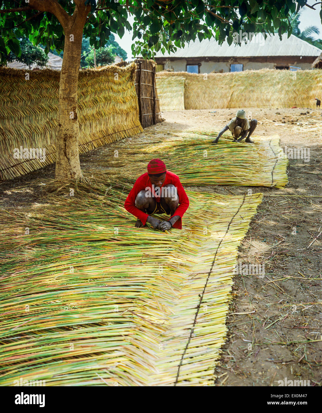 Two men weaving reed screen, Juffureh village, Gambia, West Africa Stock Photo