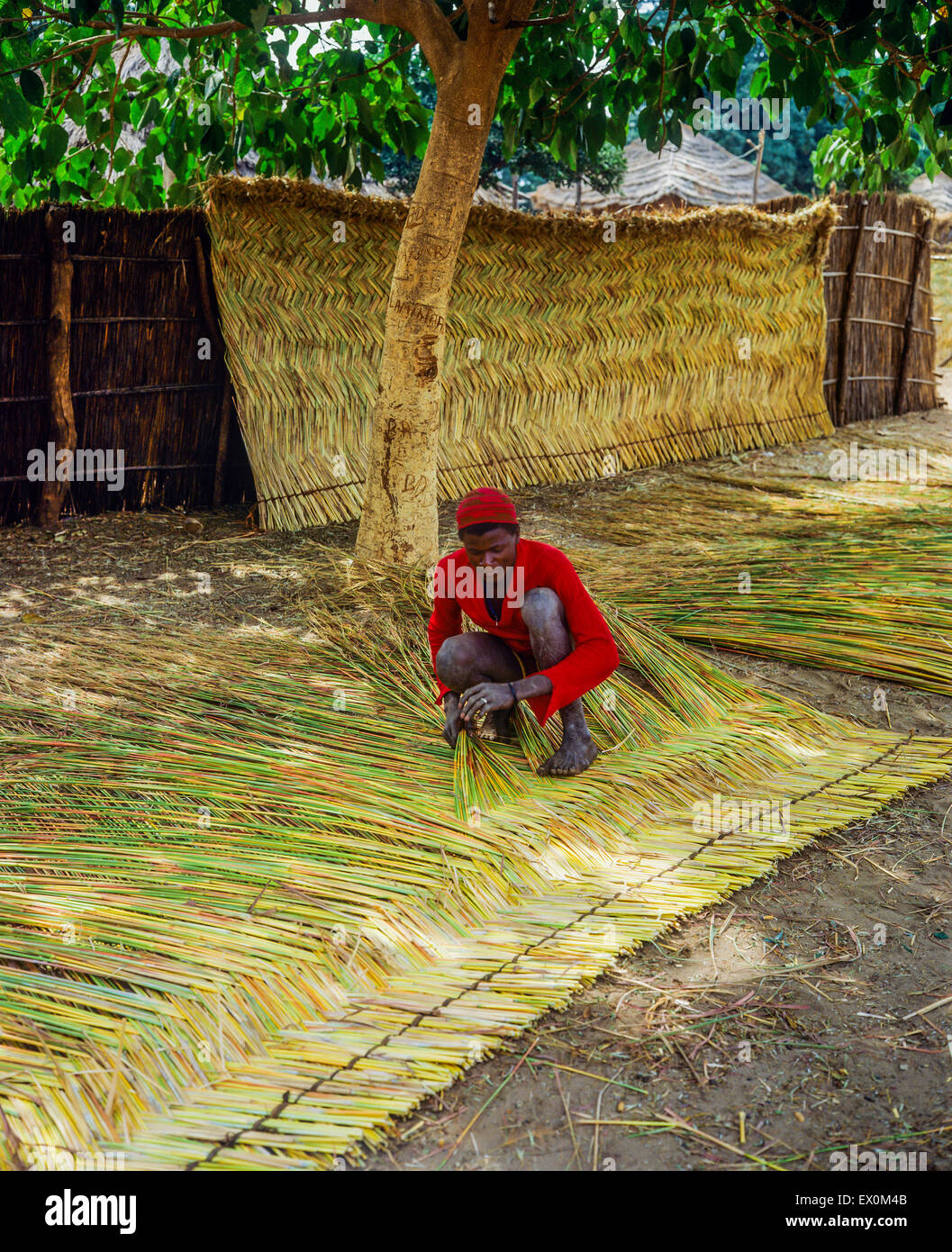 Man weaving reed screen, Juffureh village, Gambia, West Africa Stock Photo