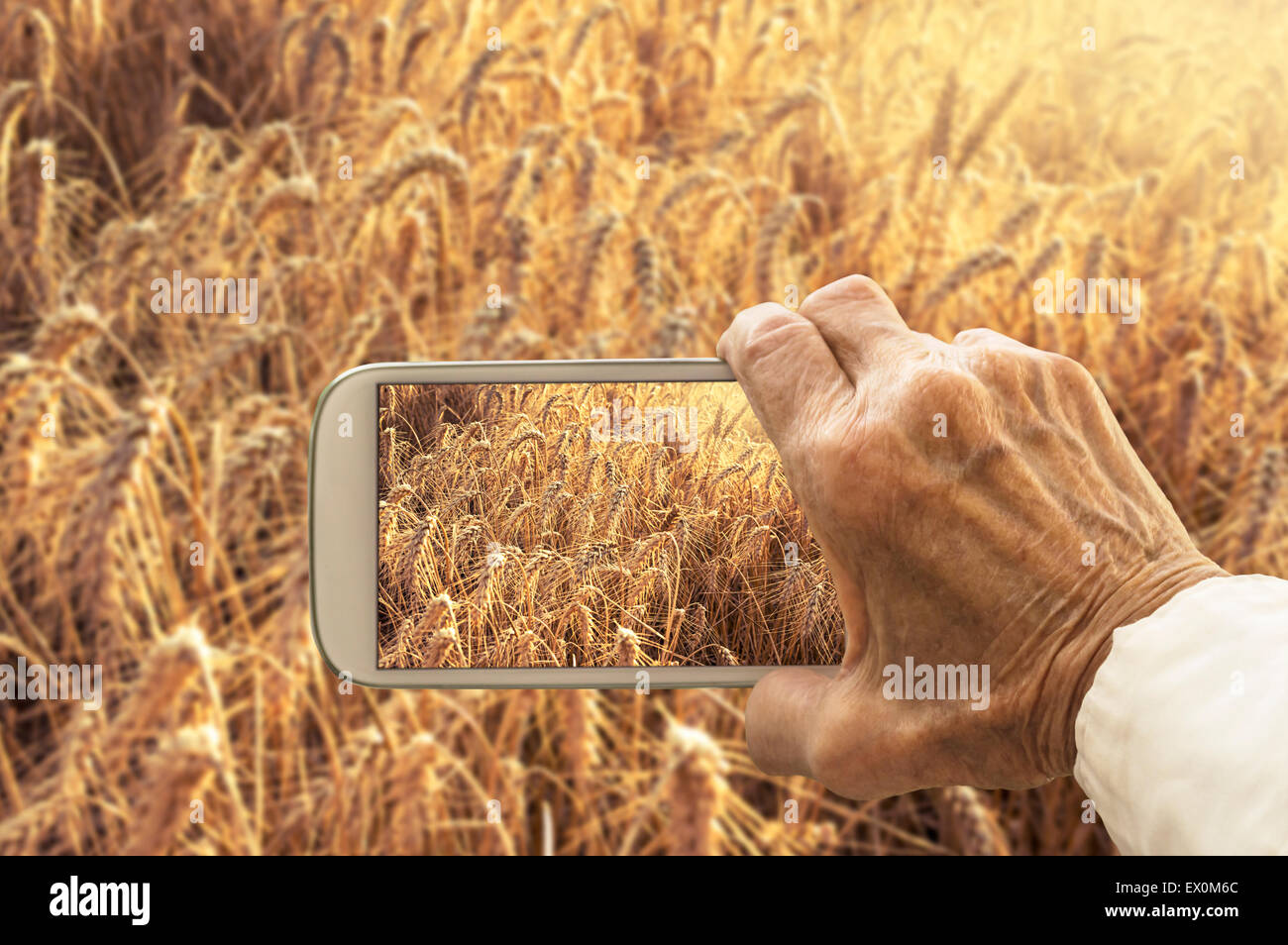Old hand taking photography of wheat field on smart phone. Agricultural concept. Stock Photo