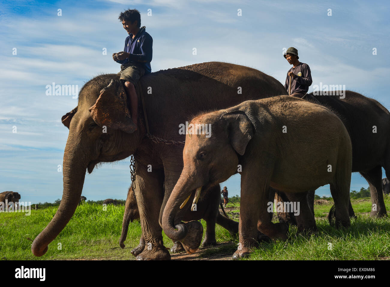 Elephant keepers and Sumatran elephants (Elephas maximus ssp sumatranus) in Way Kambas National Park. Stock Photo
