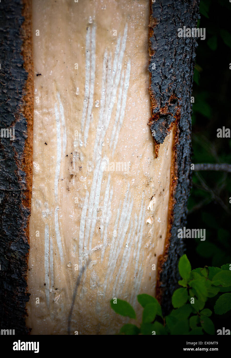 Bear claw marks on tree hires stock photography and images Alamy