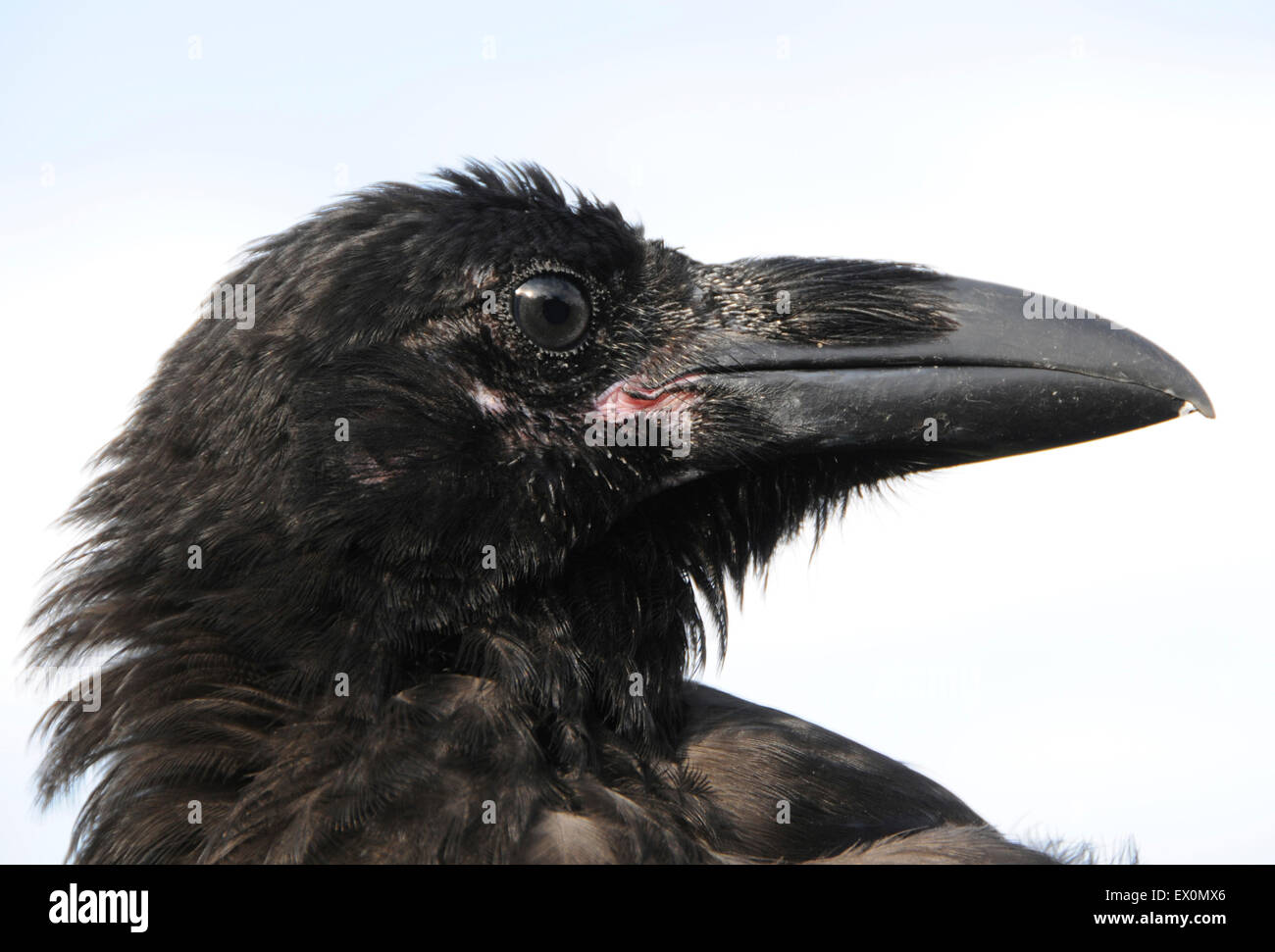 Sussex, UK, 02nd July, 2015. Sussex, UK, 02nd July, 2015. Cooling off in the July heatwave is 'Cronk' - the pet raven (Corvus corax) belonging to David Whitby of Sussex. The young bird is experiencing the hot weather for the first time and enjoys the 'cool-off'. © David Cole/Alamy Live News Credit:  David Cole/Alamy Live News Stock Photo