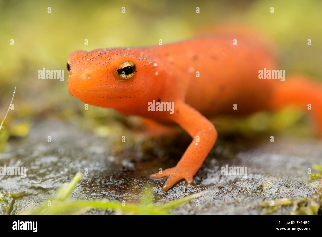 Salamander of New England, orange Eastern/Red spotted Newt, Notophthalmus viridescens, Claremont, New Hampshire. Stock Photo