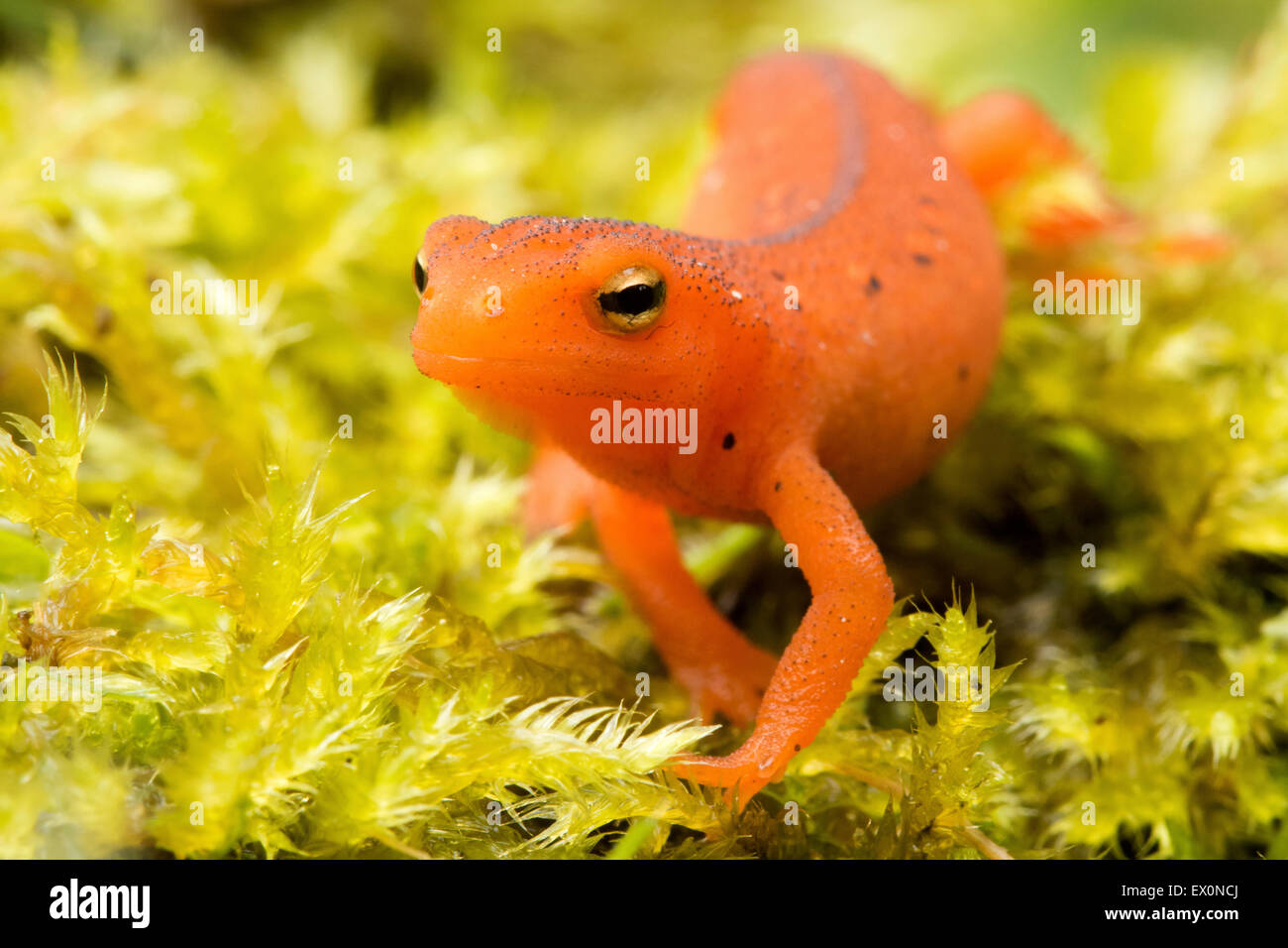 orange salamanders