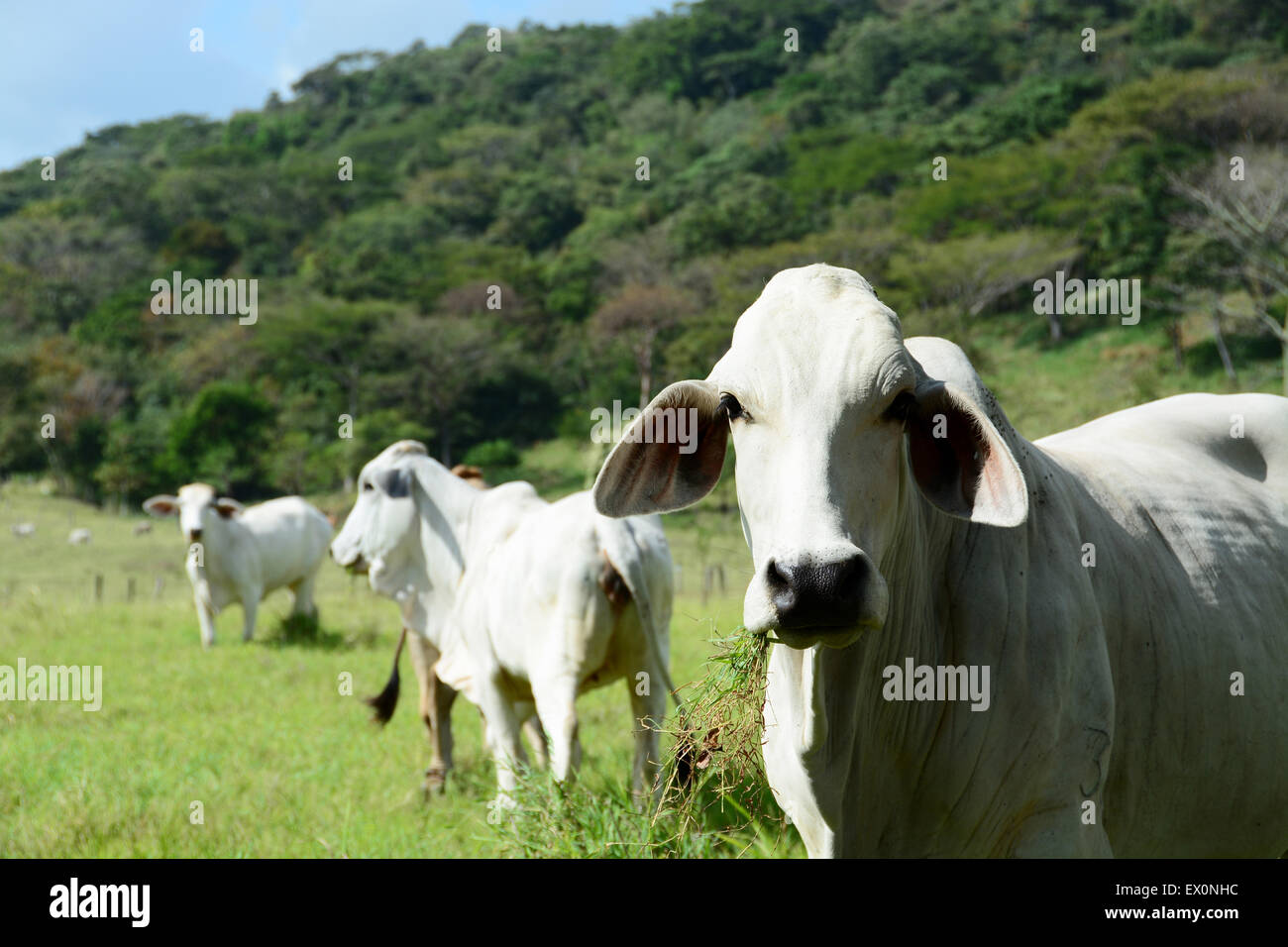 Beautiful Brahman cow eating grass in a field Stock Photo