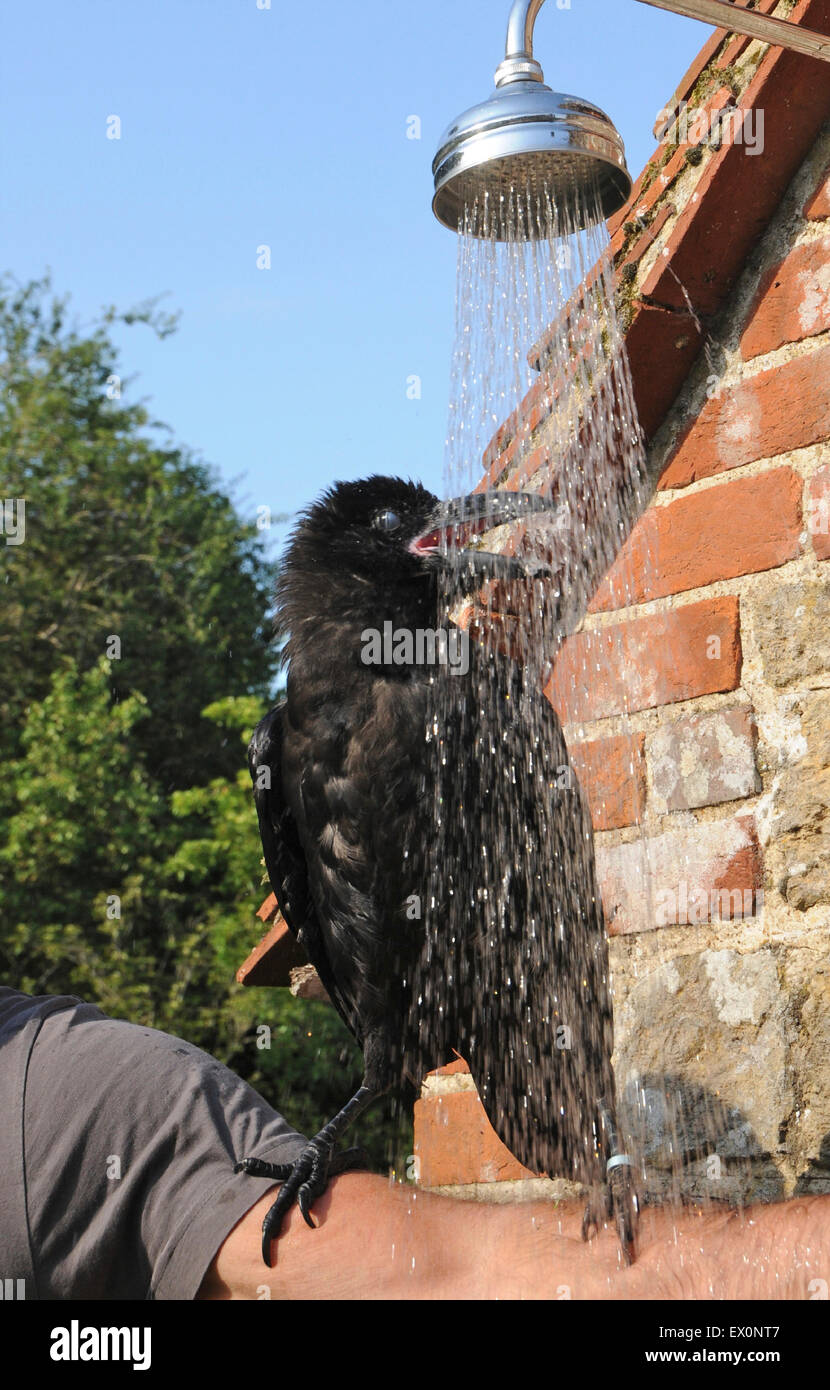 Sussex, UK, 02nd July, 2015. Cooling off in the July heatwave is 'Cronk' - the pet raven (Corvus corax) belonging to David Whitby of Sussex. The young bird is experiencing the hot weather for the first time and enjoys the 'cool-off'. Credit:  David Cole/Alamy Live News Stock Photo
