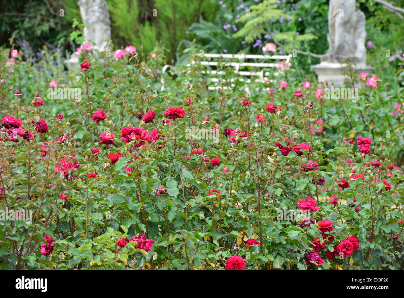 An English country garden in the summer of June 2015 Stock Photo - Alamy