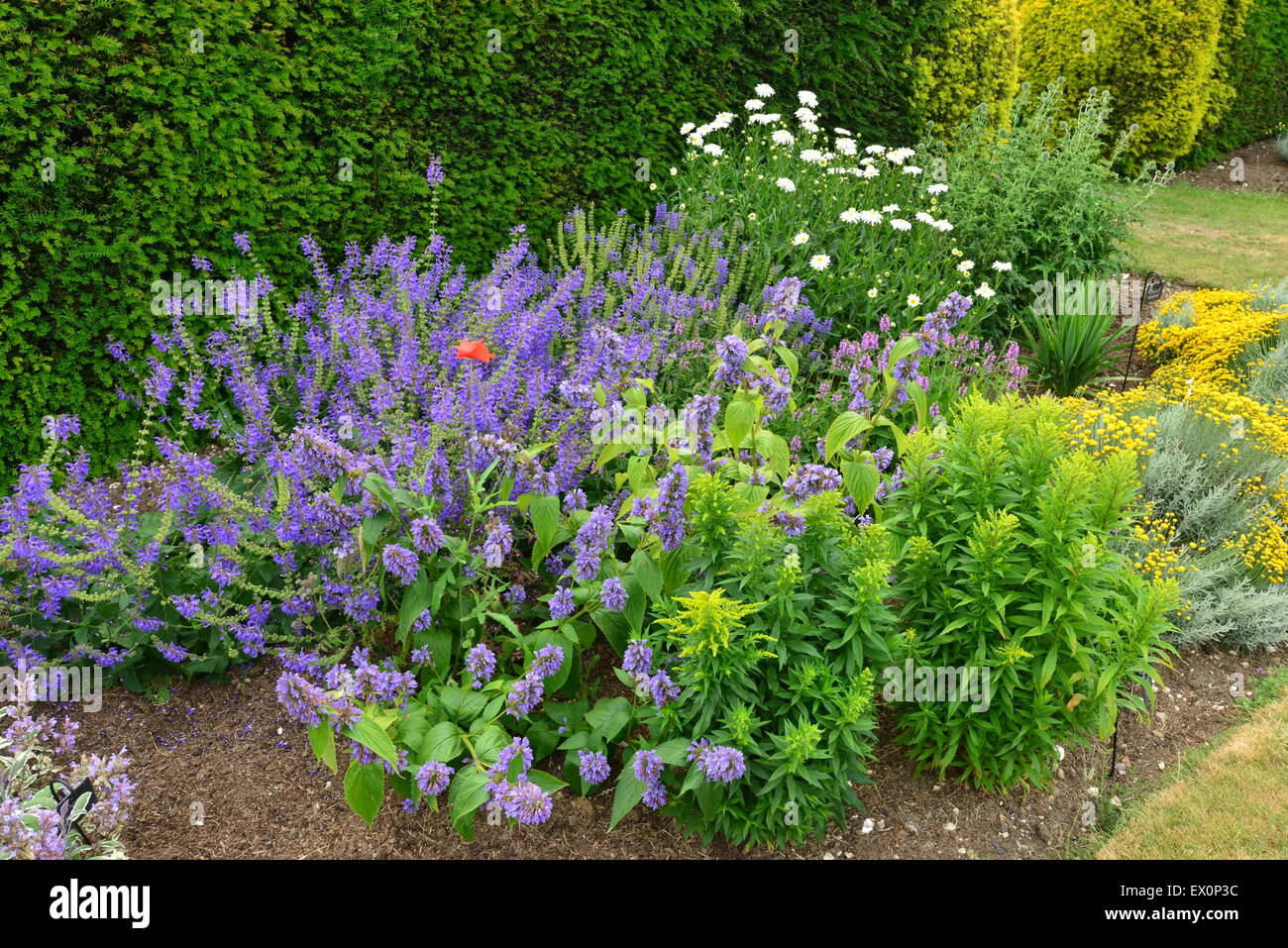 An English country garden in the summer of June 2015 Stock Photo - Alamy