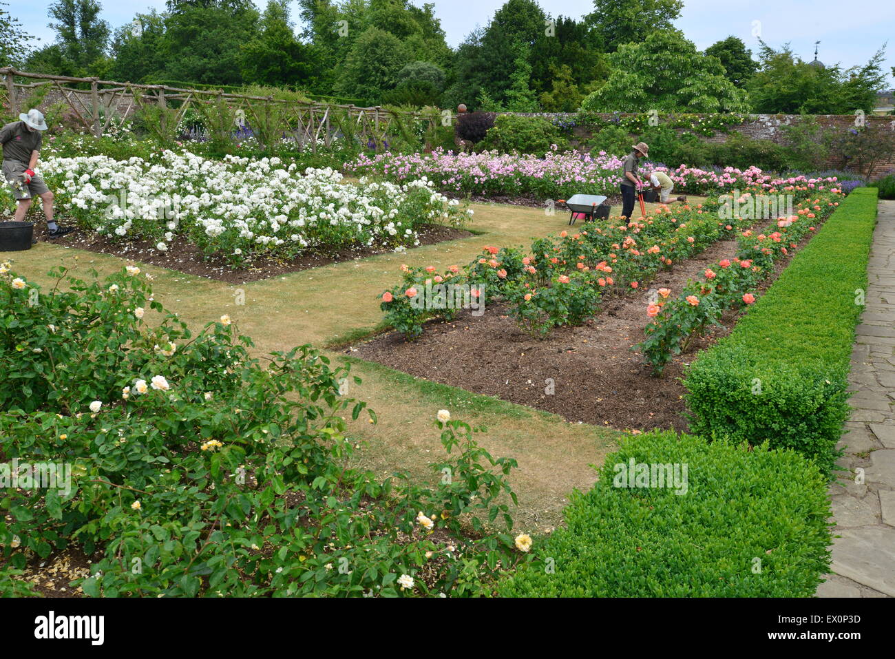 An English country garden in the summer of June 2015 Stock Photo - Alamy