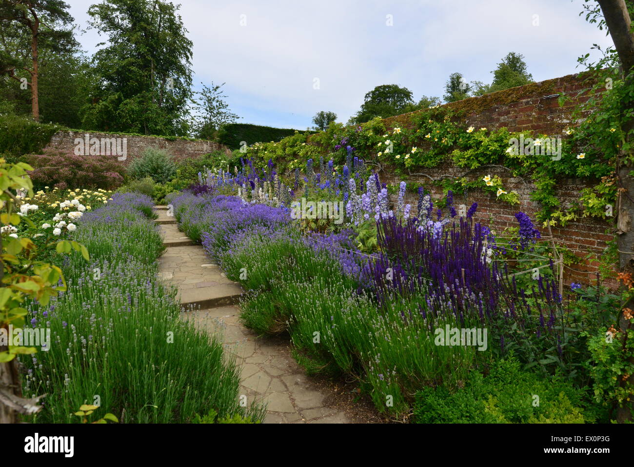 An English country garden in the summer of June 2015 Stock Photo - Alamy