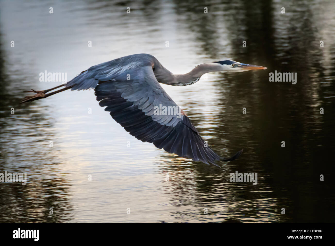A Great Blue Heron flying over a small lake. Stock Photo