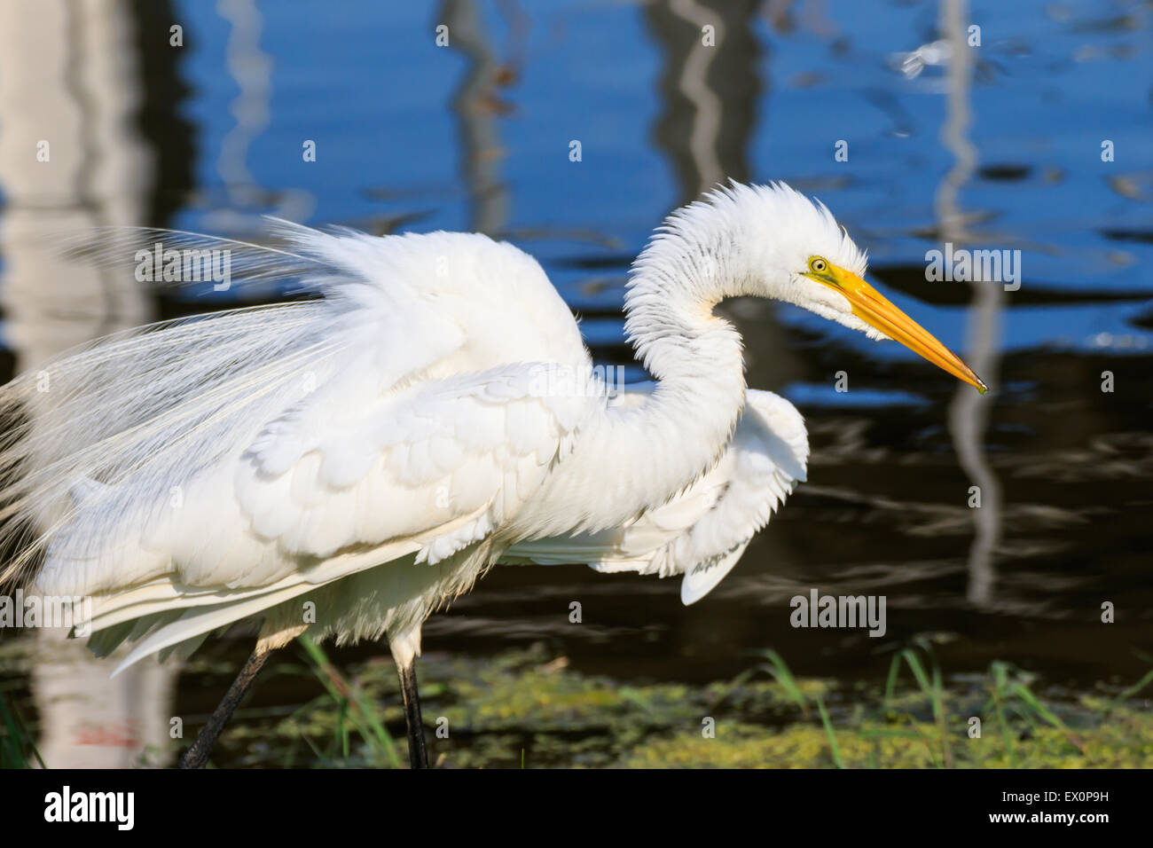 Great Egret On Prowl >> Great White Egrets Mating Stock Photos Great White Egrets Mating Great Egret On Prowl >> Great White Egrets Mating Stock Photos Great White Egrets Mating