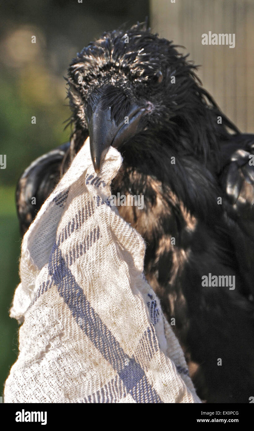 Sussex, UK, 02nd July, 2015. Cooling off in the July heatwave is 'Cronk' - the pet raven (Corvus corax) belonging to David Whitby of Sussex. The young bird is experiencing the hot weather for the first time and enjoys the 'cool-off'. Credit:  David Cole/Alamy Live News Stock Photo