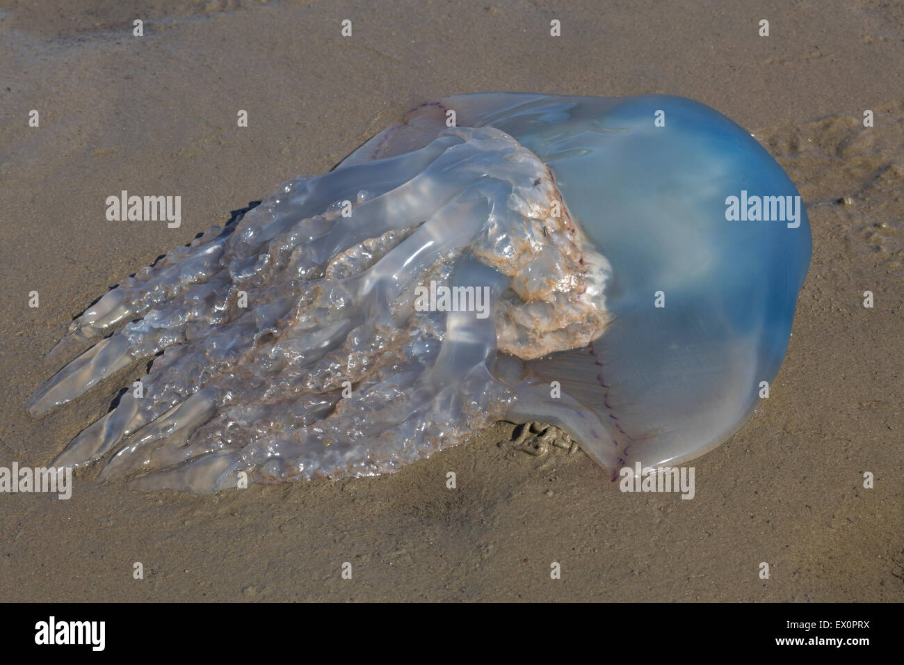 Dead Jelly fish on Beach Stock Photo