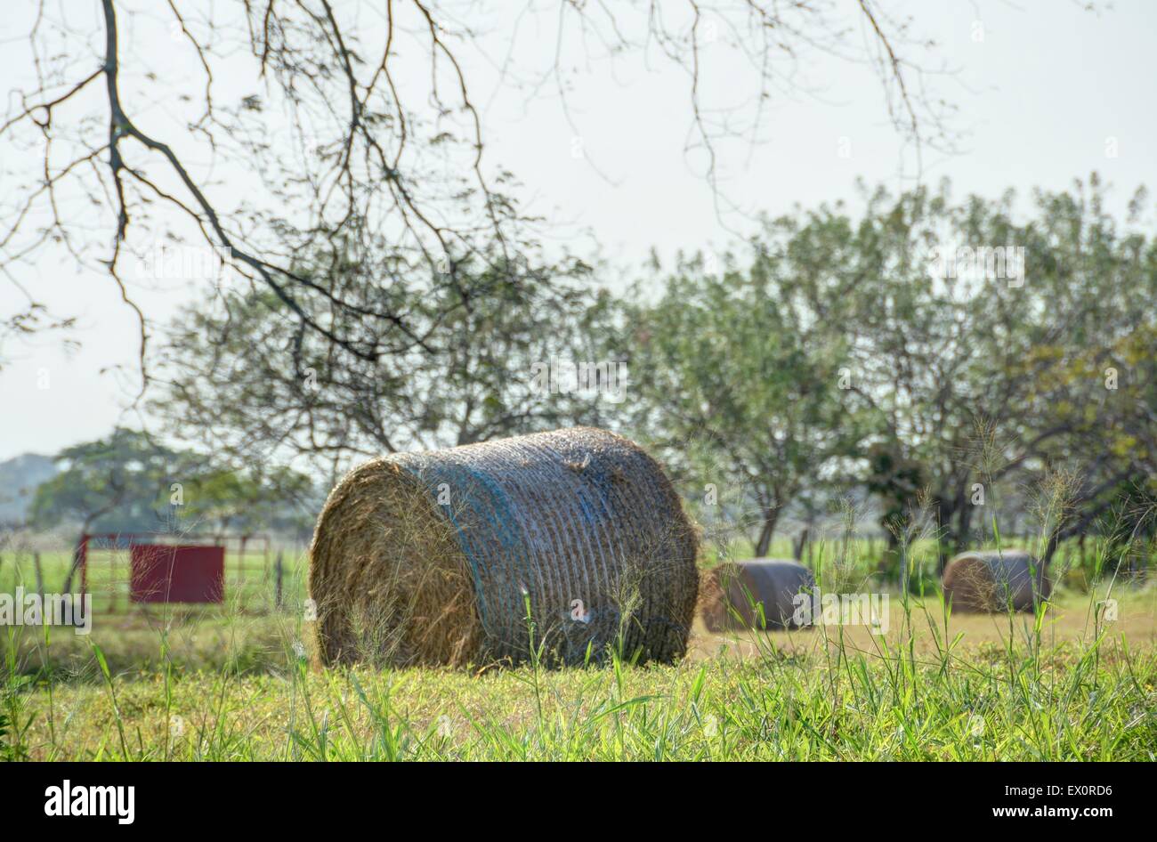 Hay bales laying on a pasture field in a cattle farm in panama Stock Photo