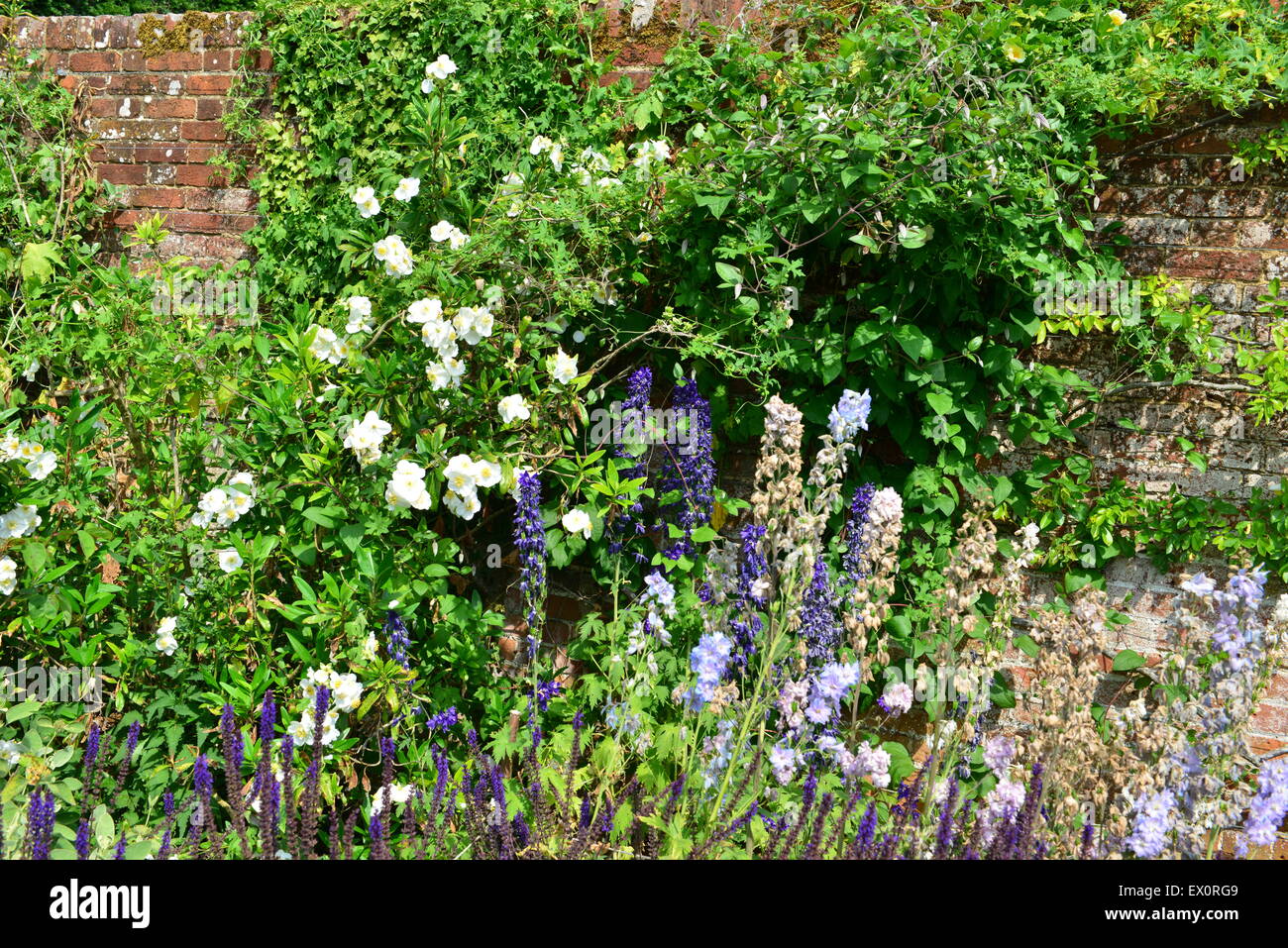 An English country garden in the summer of June 2015 Stock Photo - Alamy