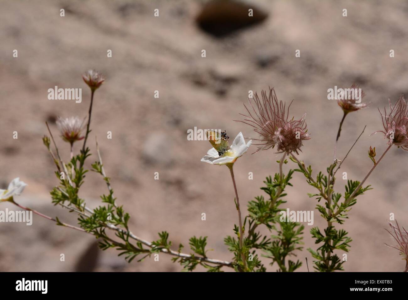 Juniper Hairstreak Butterfly on Apache Plume Plant - New Mexico - USA Stock Photo