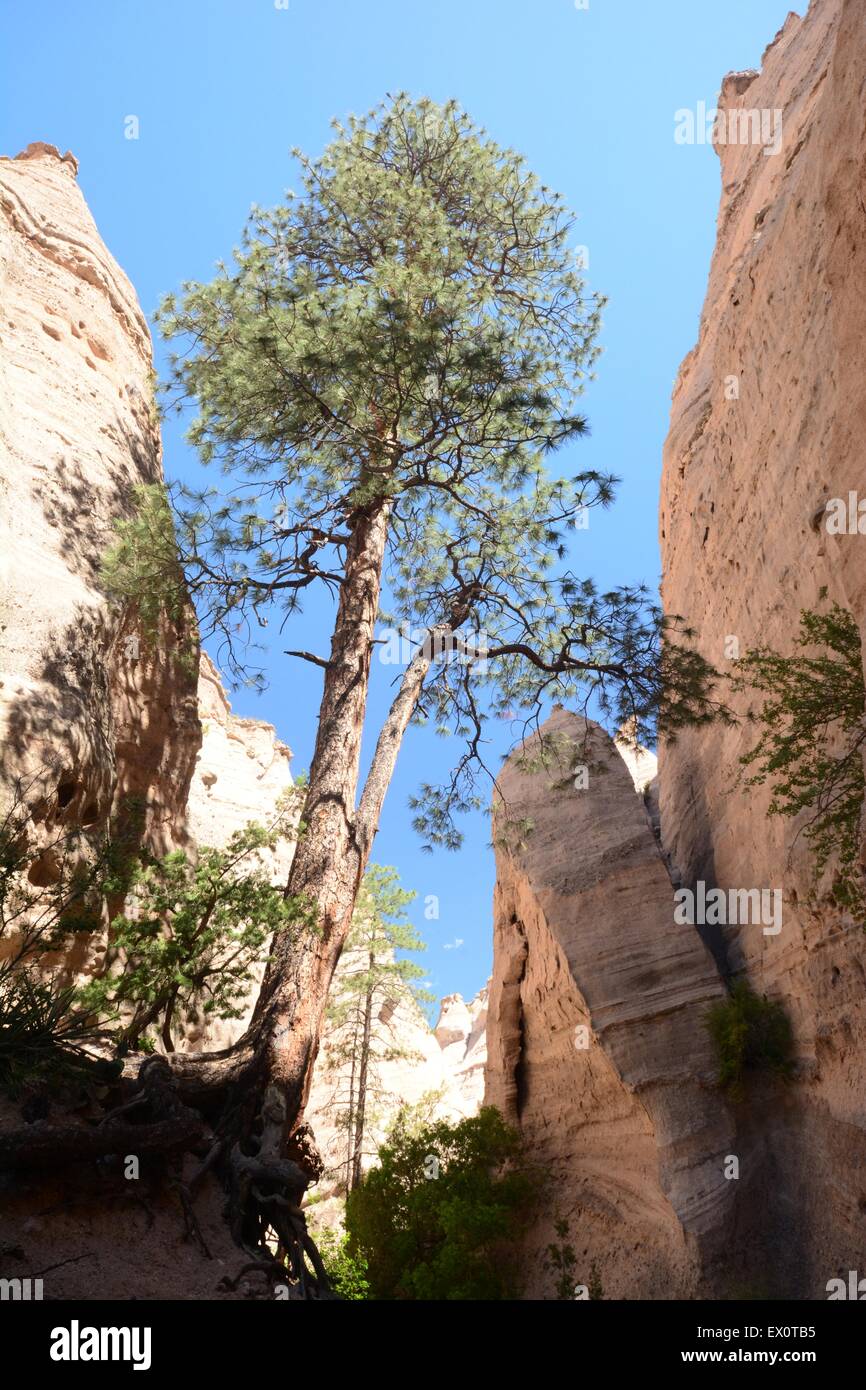 Tree in slot canyon at Kasha-Katuwe Tent Rocks National Monument New Mexico - USA Stock Photo