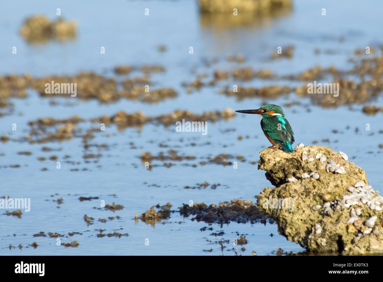 Emerald kingfisher at Red Sea beach Stock Photo