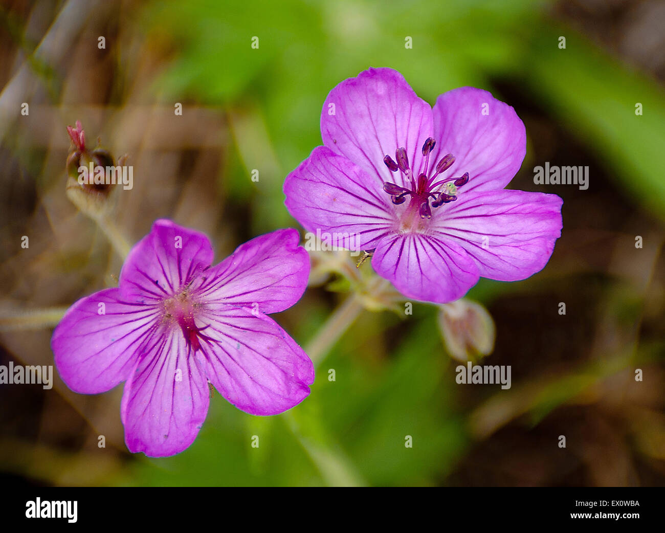 Wildflowers abound hi-res stock photography and images - Alamy