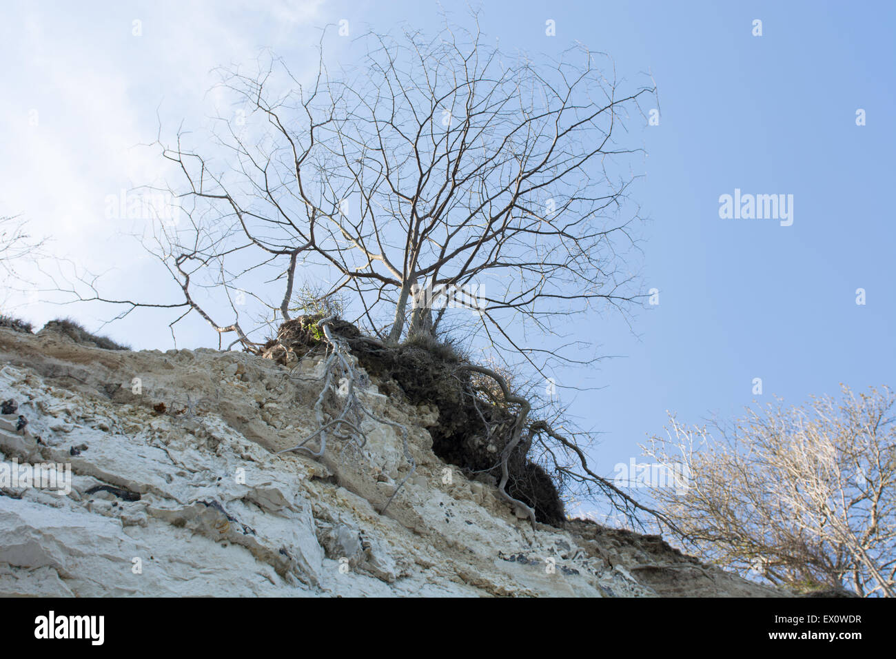 Tree on cliff top in spring with blue sky in the background Stock Photo
