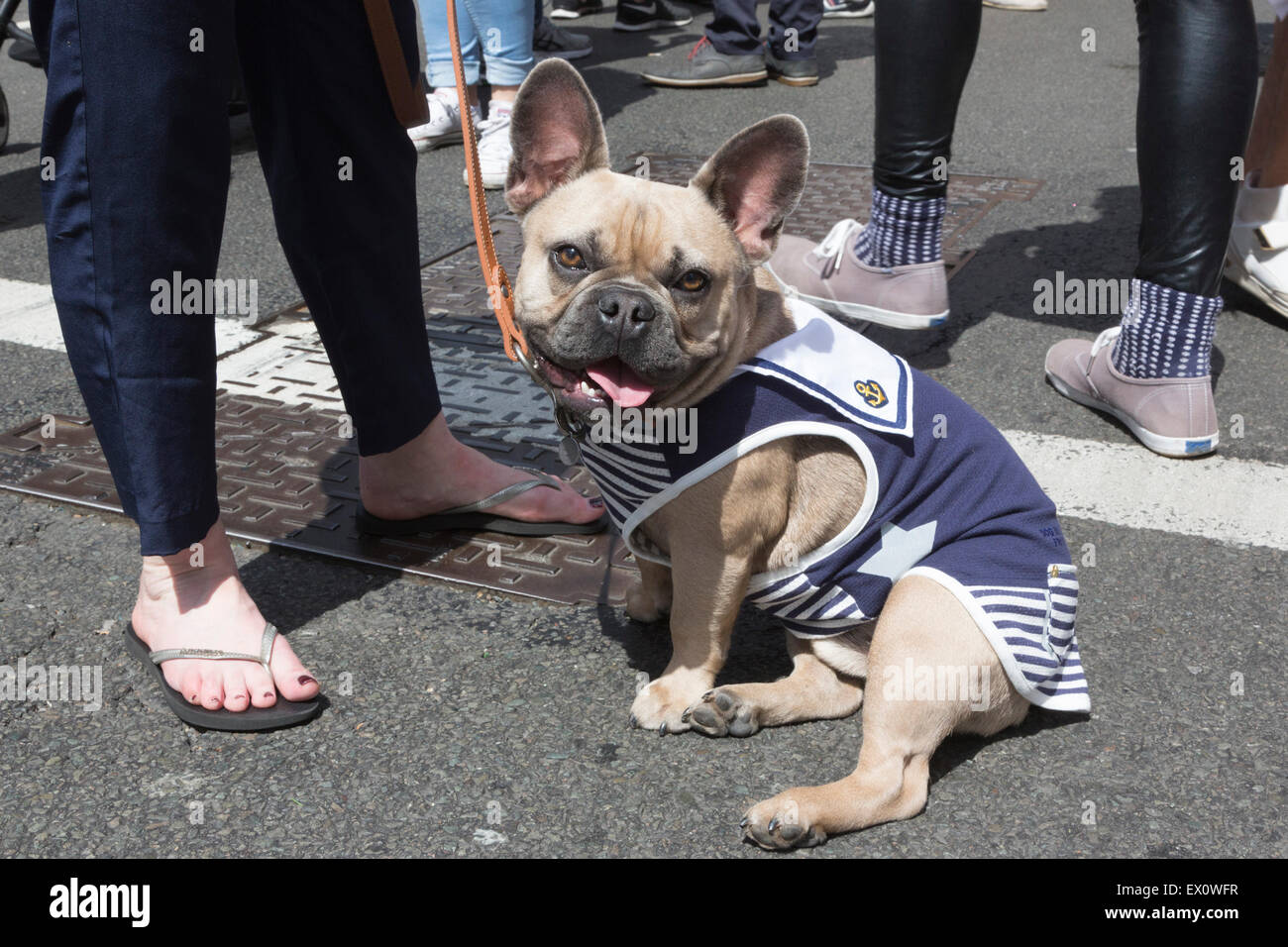 French Bulldog named Tommy, 1 year, in a sailor's costume at the  LGBT Pride in London Parade. Stock Photo