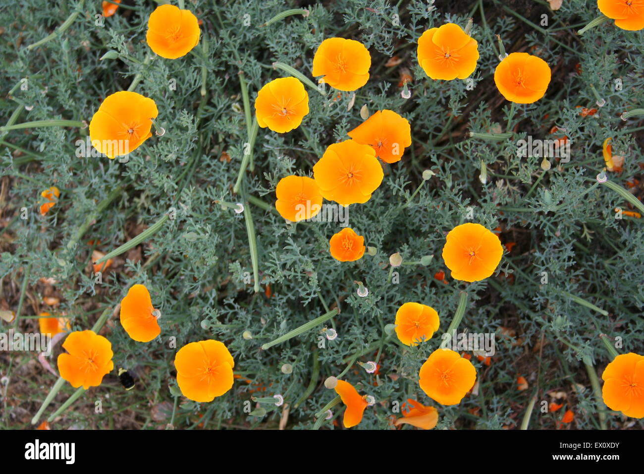 Bright orange California poppies, coast, California. Stock Photo