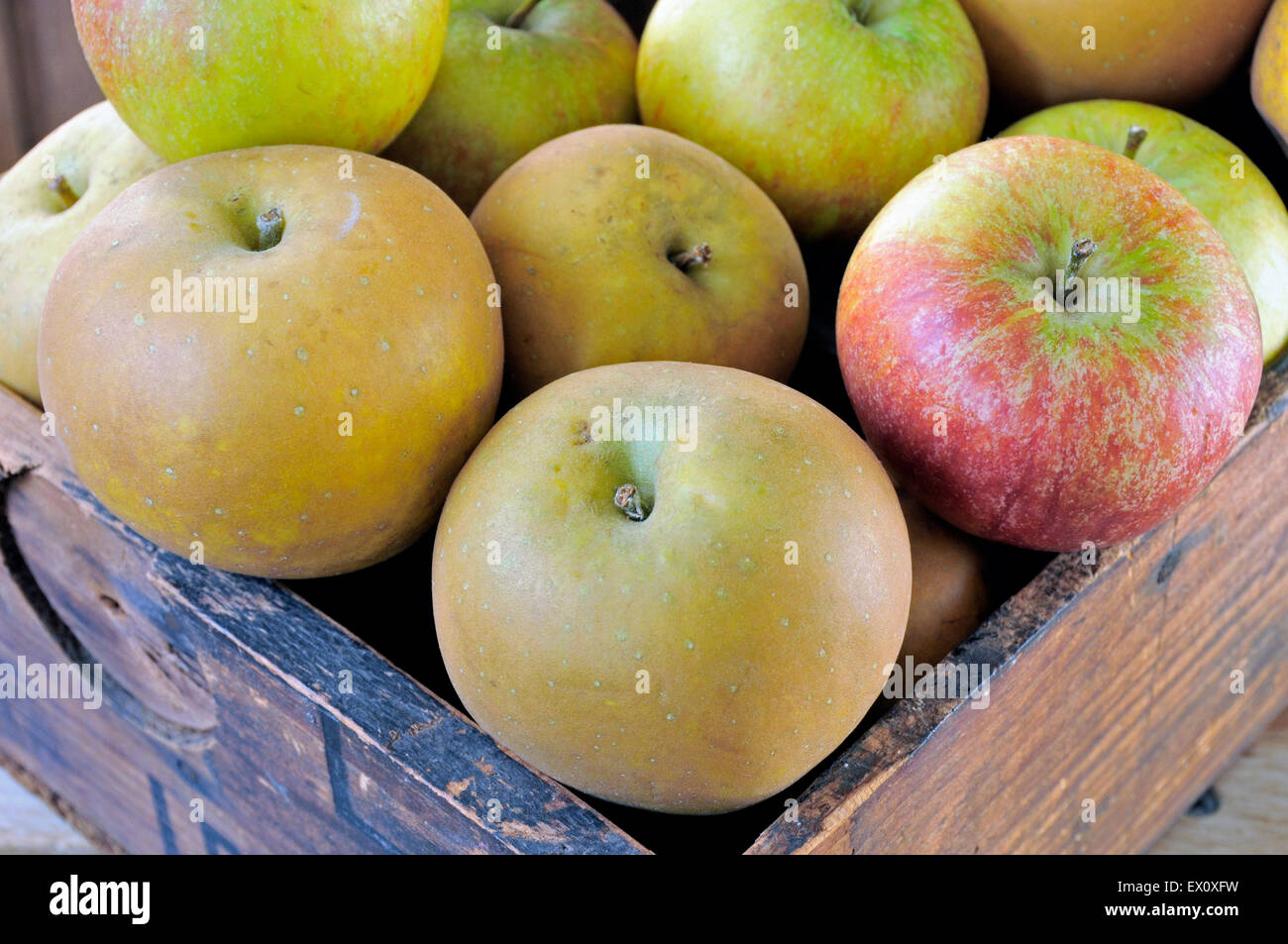 Malus domestica - Egremont russet apples alongside Cox in old vintage wooden box. Stock Photo
