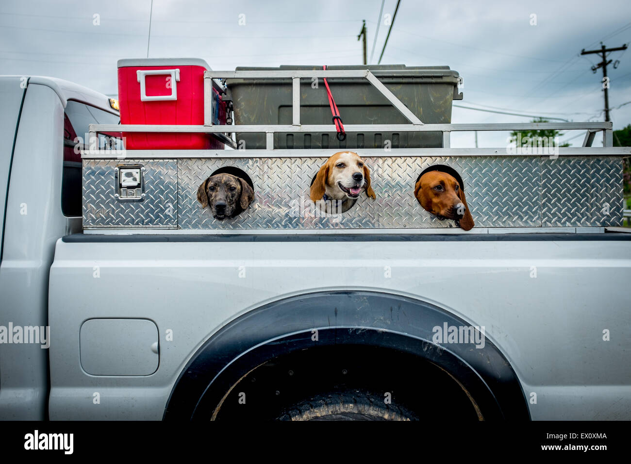 Hunting Dogs In Pickup Truck Stock Photo Alamy