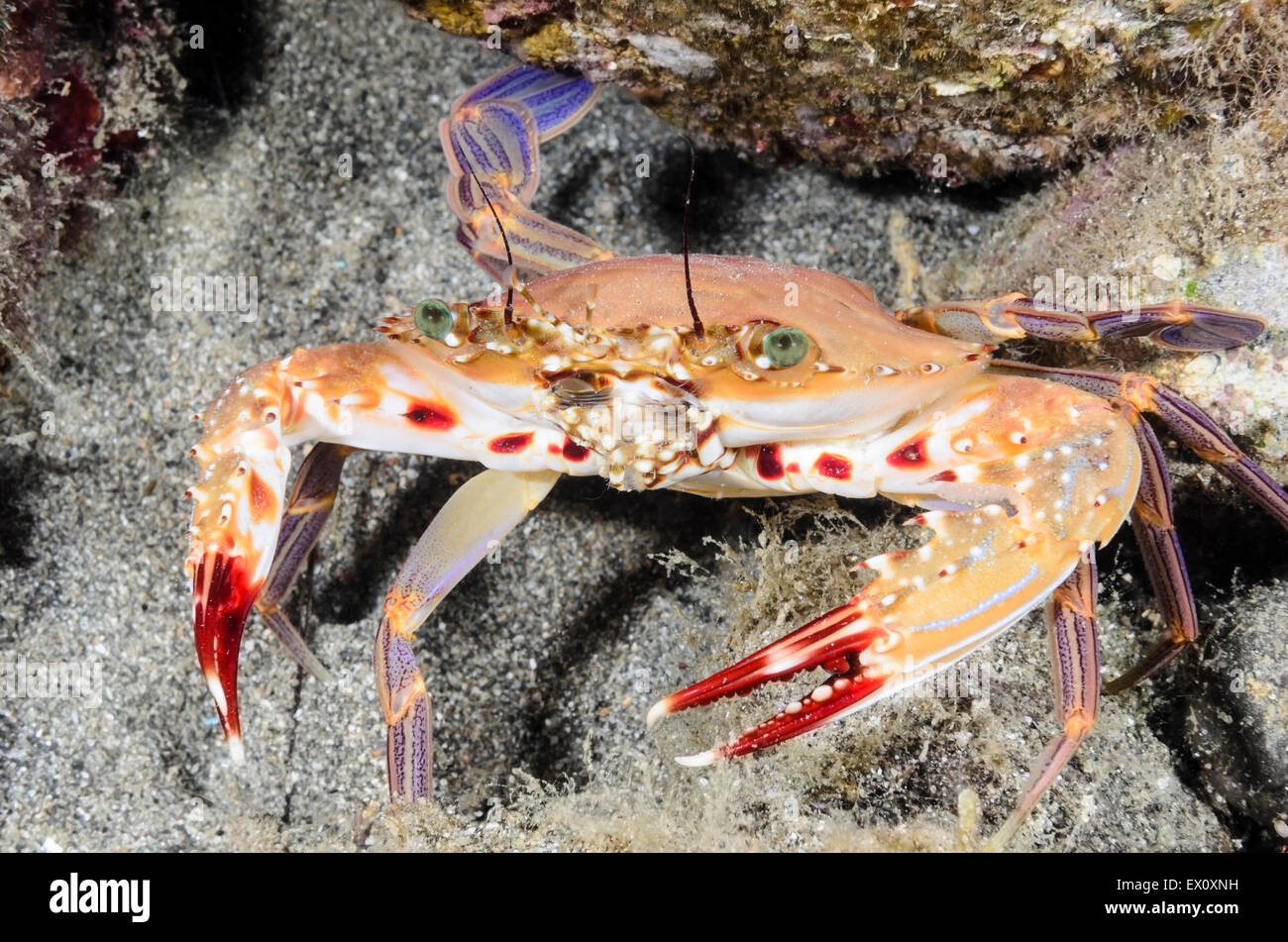 Swimming crab, Charybdis sp.,  Anilao, Batangas, Philippines, Pacific Stock Photo