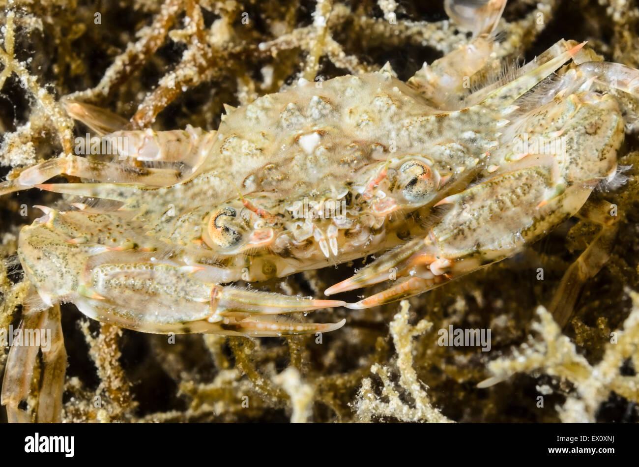 Swimming crab, Portunus spiniferus, Anilao, Batangas, Philippines, Pacific Stock Photo