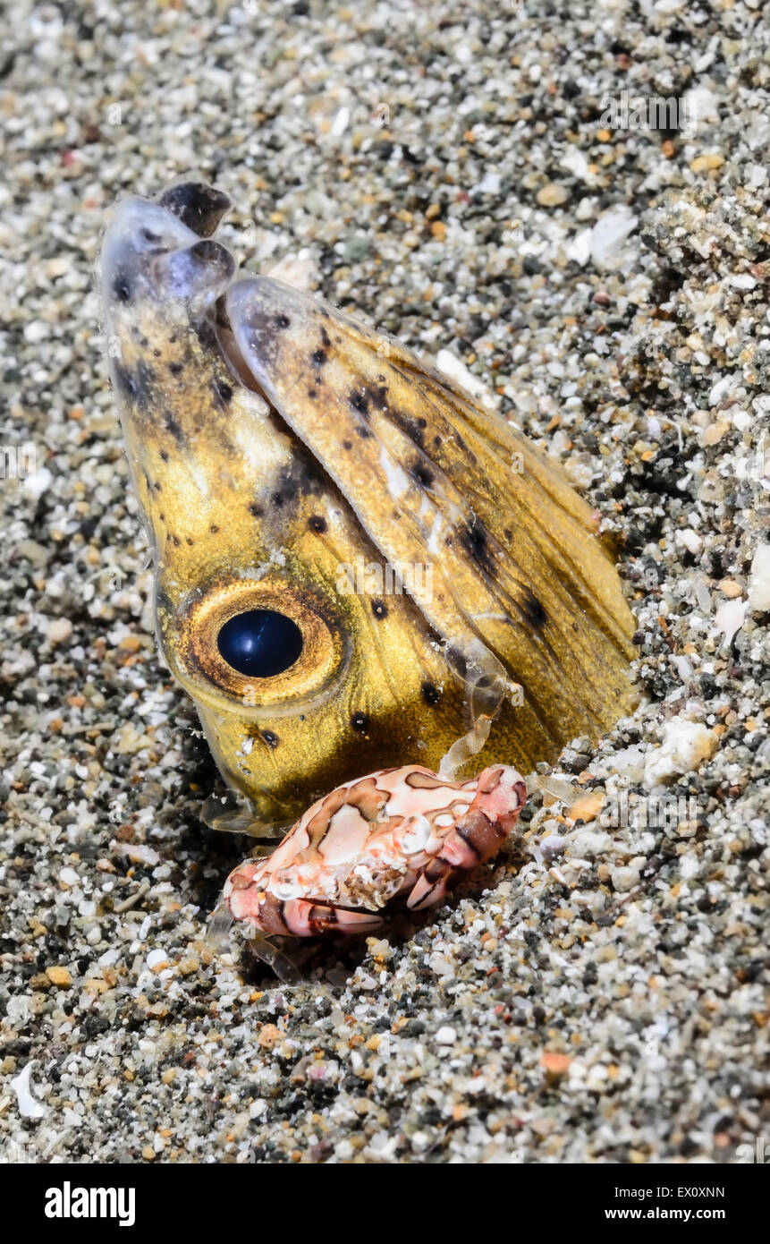 Swimming crab, Carupa sp. and Blacksaddle snake eel, Ophichthus cephalozona, Anilao, Batanga Stock Photo