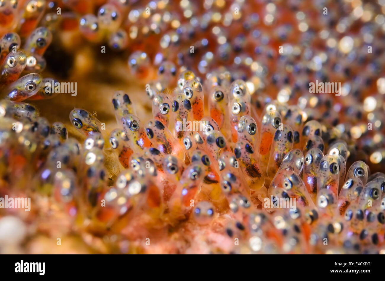 eggs of Clark's anemonefish, Amphiprion clarkii, Anilao, Batangas, Philippines, Pacific Stock Photo