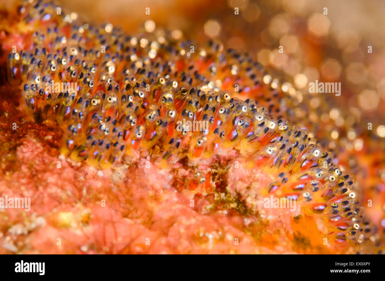 eggs of Clark's anemonefish, Amphiprion clarkii, Anilao, Batangas, Philippines, Pacific Stock Photo