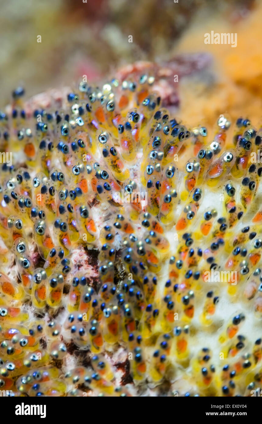 Fish eggs water hires stock photography and images Alamy