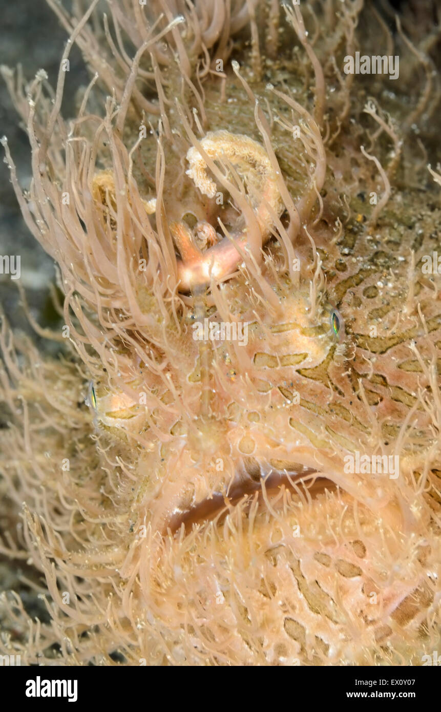 Hairy frogfish, Antennarius striatus, Anilao, Batangas, Philippines, Pacific Stock Photo