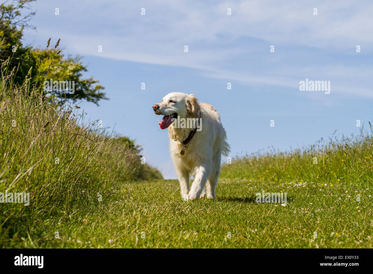 Golden retriever happy hi-res stock photography and images - Alamy