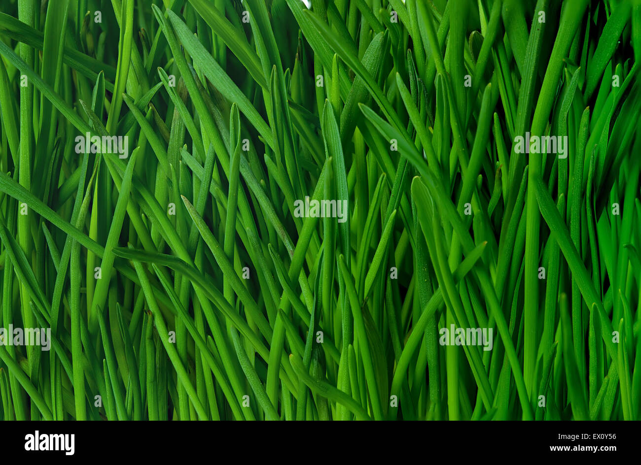 Green grass background Stock Photo - Alamy