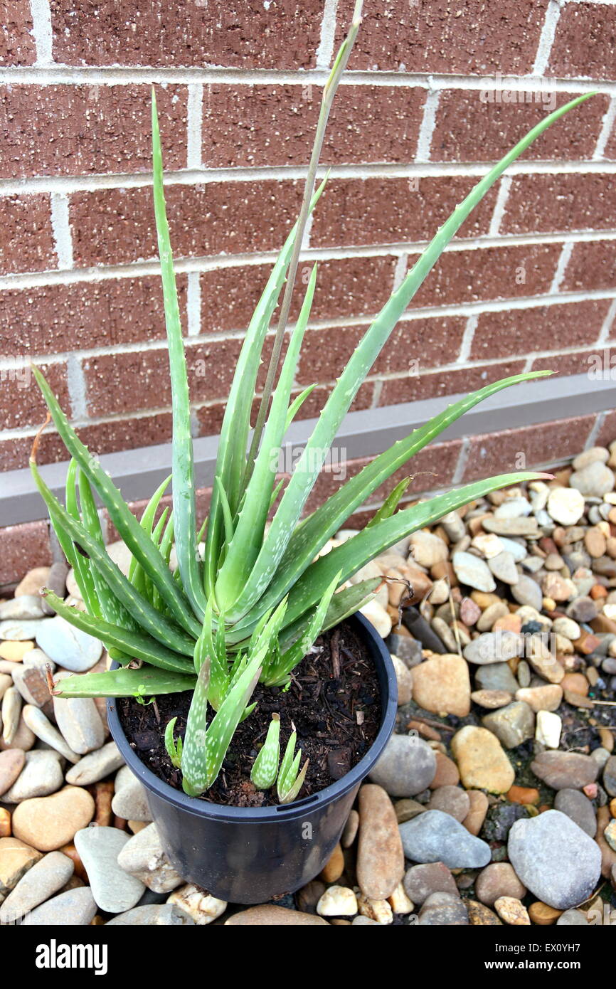 Growing Aloe vera in a plastic black pot  against brick walls Stock Photo