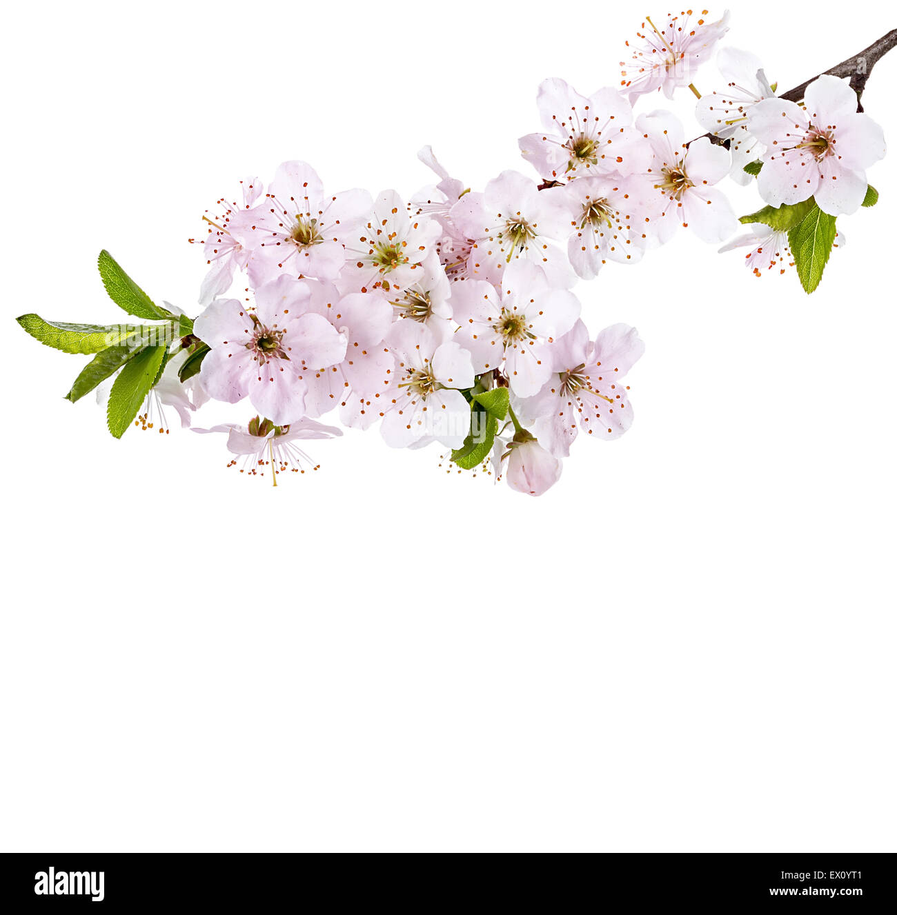 Flowering apple blossom branches Stock Photo