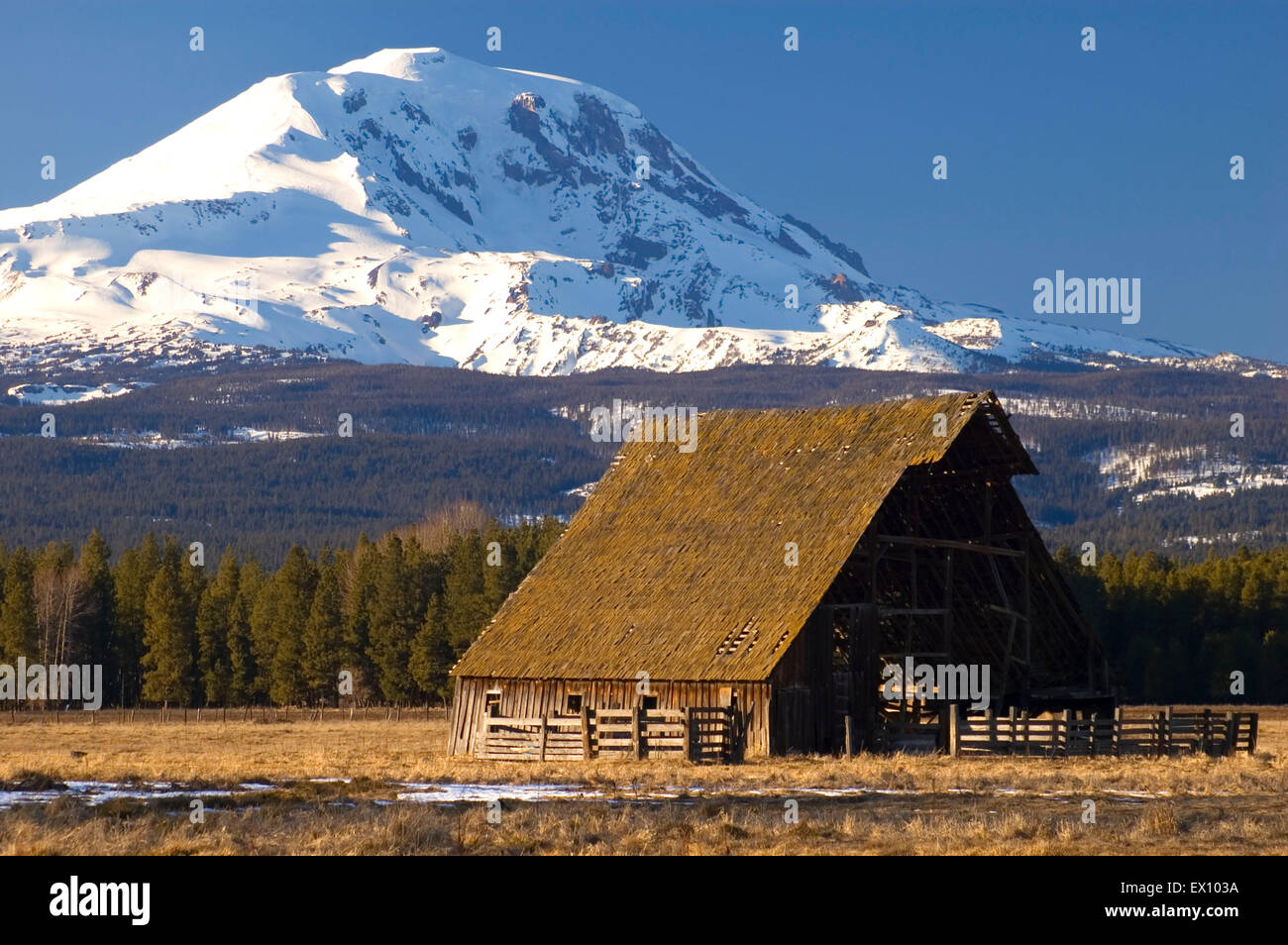 Camas Prairie barn with Mt Adams, Klickitat County, Washington Stock