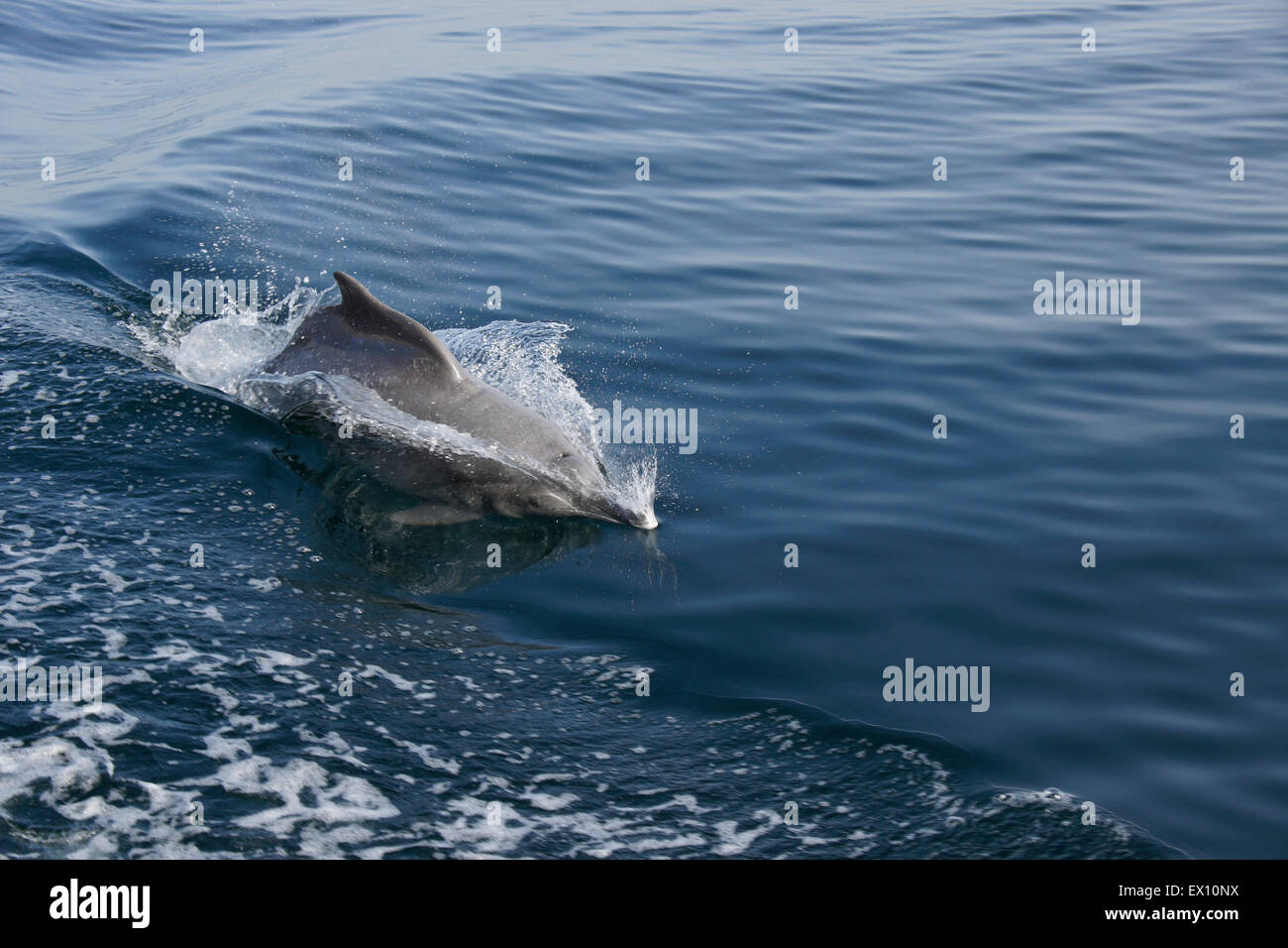 Dolphin surfing wake of boat in a Musandam khor (fiord), Oman Stock Photo