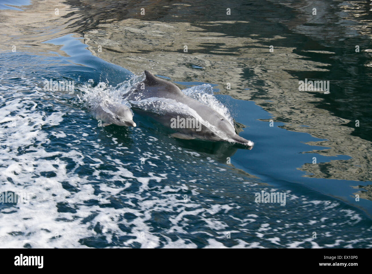 Dolphins (female and calf) surfing wake of boat in a Musandam khor (fiord), Oman Stock Photo