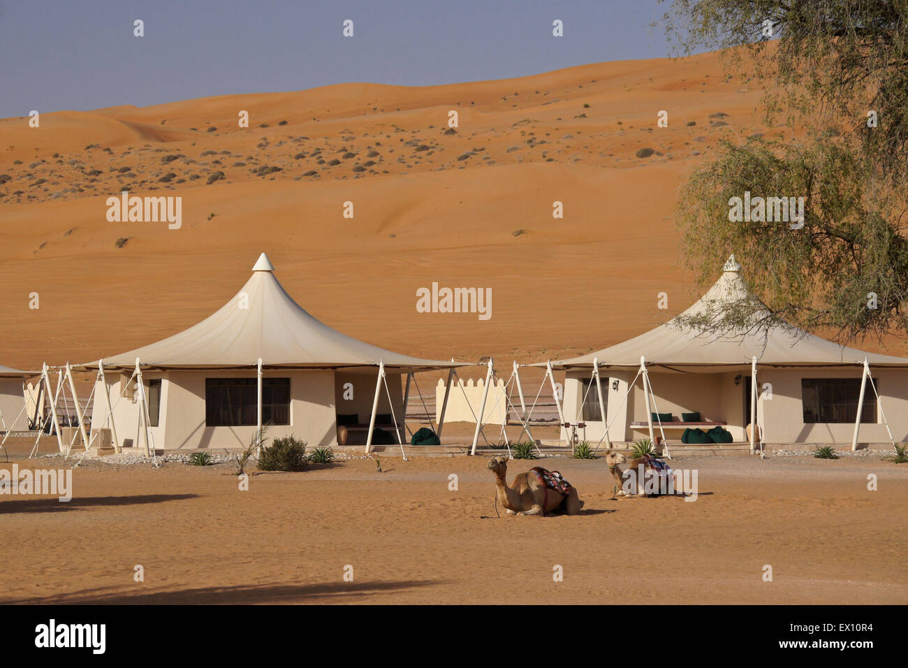 Camels and tourist tents, Desert Nights Camp, Sharqiya (Wahiba) Sands