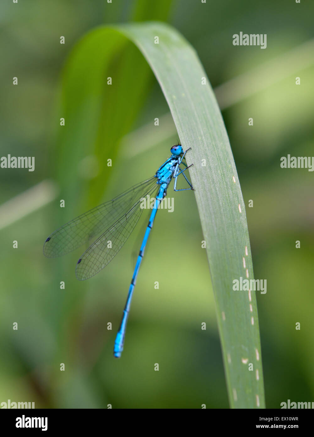 blue dragonfly sits on a leaf Stock Photo Alamy