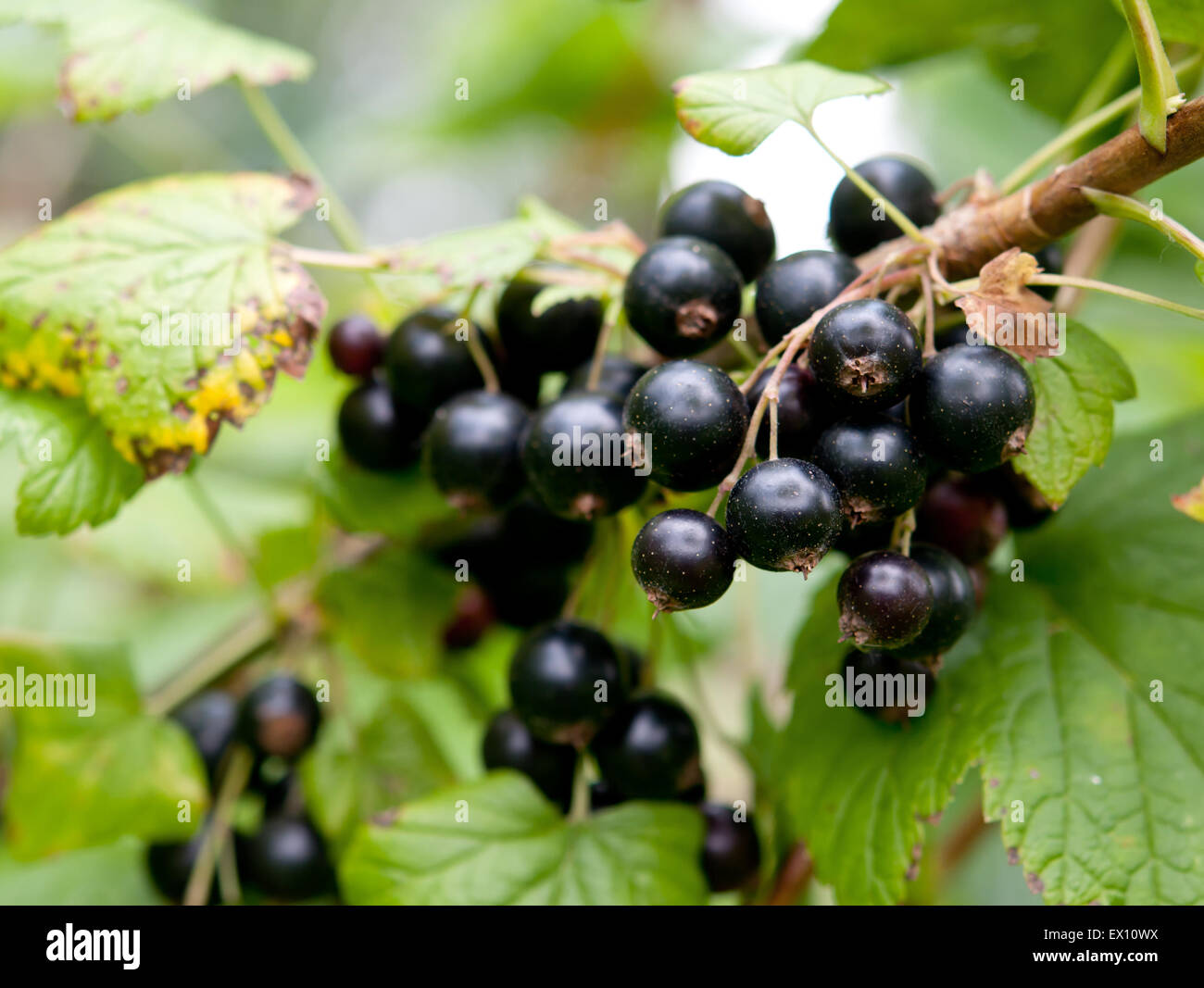 bunch of currants with a little garden Stock Photo