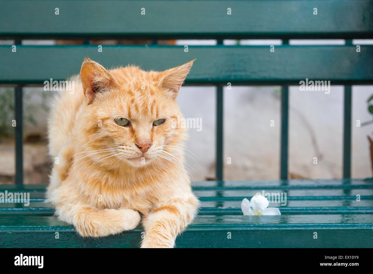 Tiger colored green eyes cat sitting  on a green bench next to a flower Stock Photo