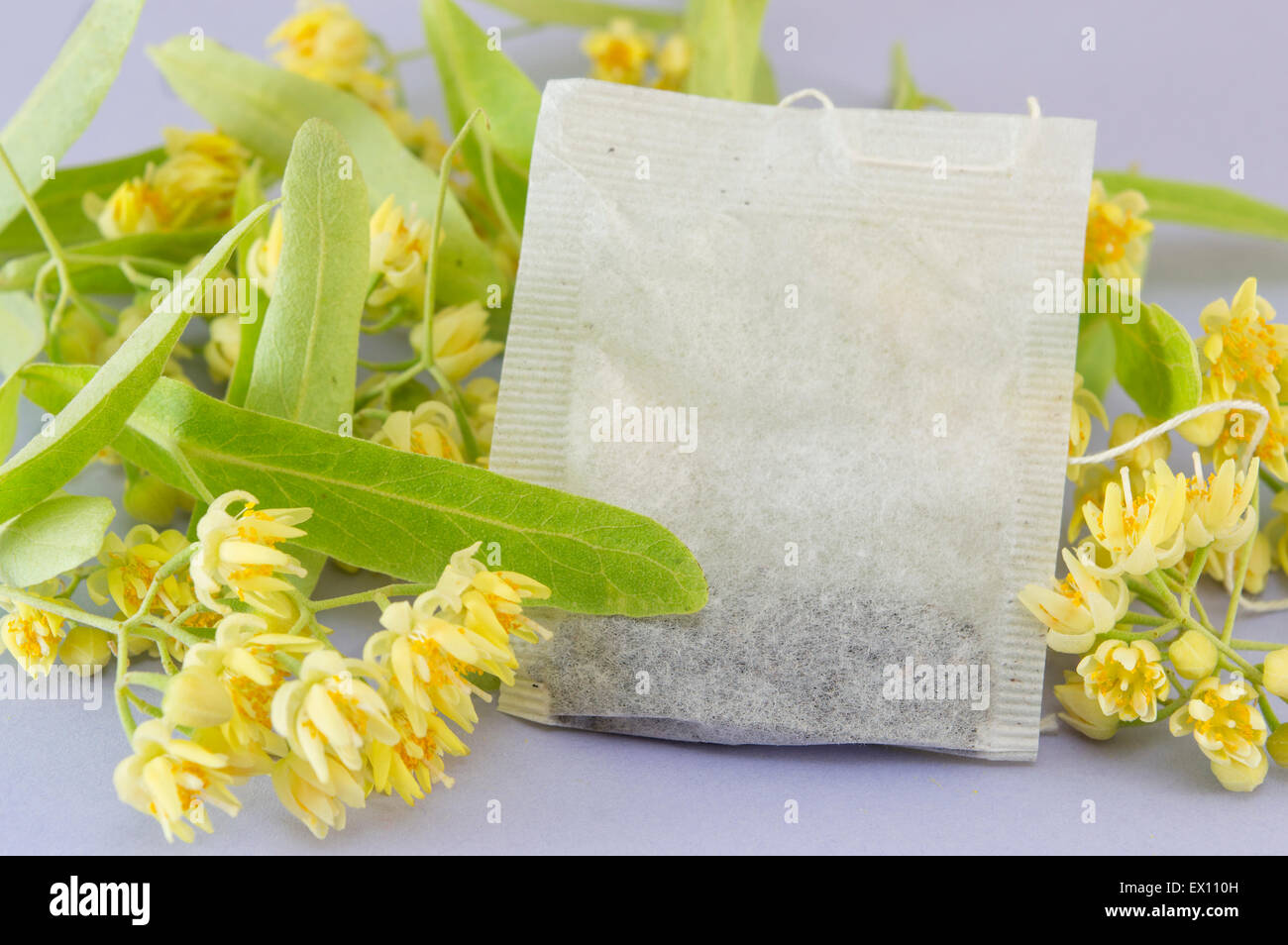 Lime tea bag with fresh yellow  lime  flowers in blossom Stock Photo